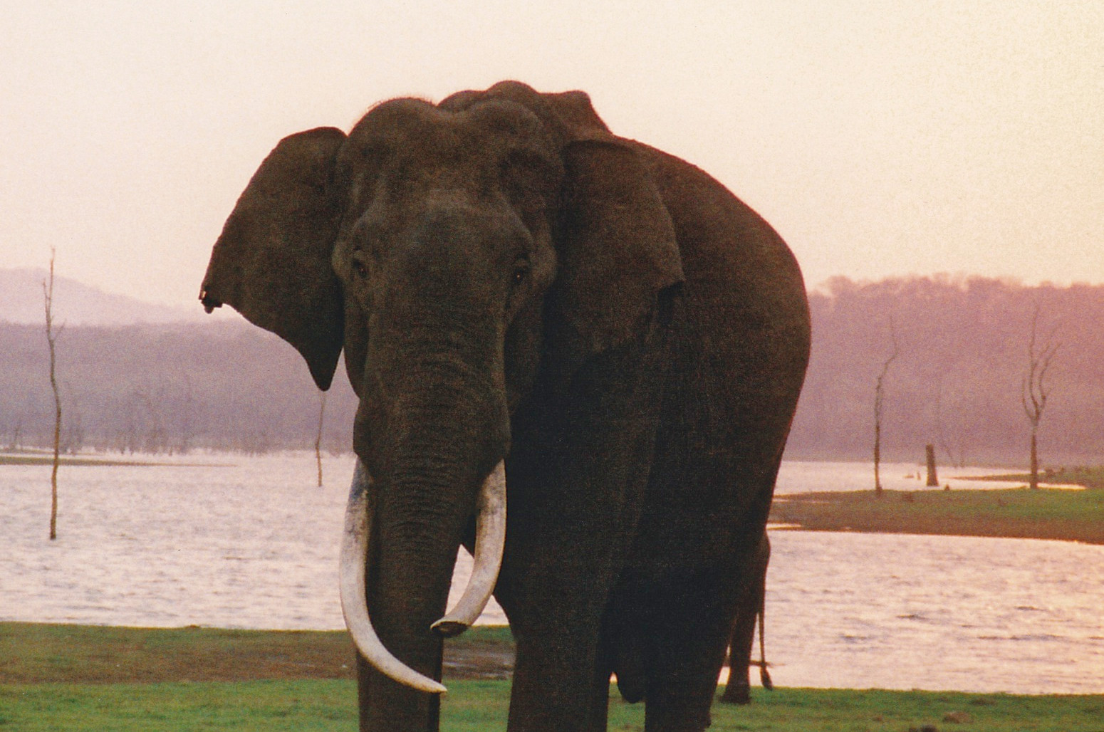 Eléphant dans la réserve de Nagarahole